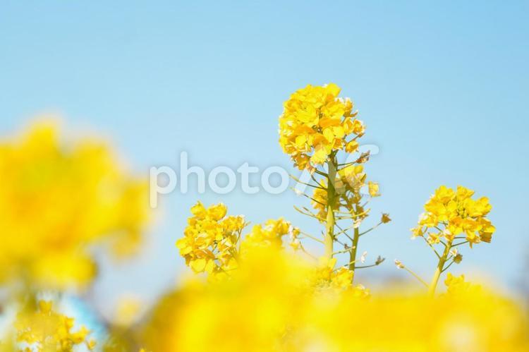 青空に浮かび上がる菜の花 菜の花,花,春の写真素材