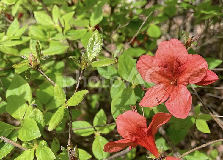 ヤマツツジの花と蕾 春,ヤマツツジ,赤い花の写真素材