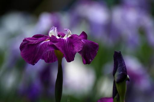 Bloom as a cocoon, JPG Bloom as a cocoon, plant, natural, flower, JPG