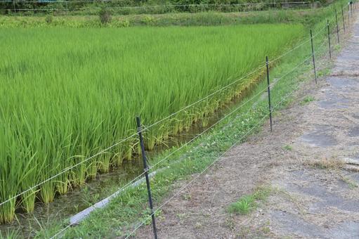 獣害対策のために電気柵で囲まれた田んぼ 水田,田園,田んぼの写真素材