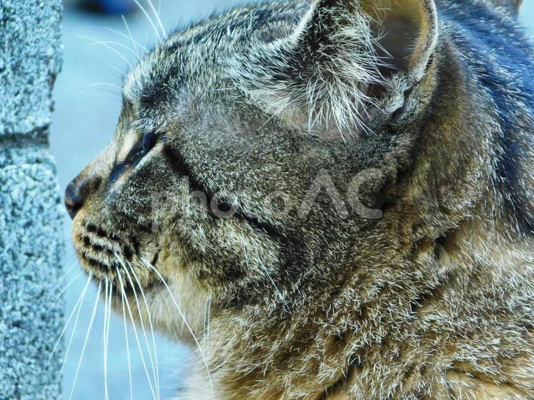 猫の横顔 猫,ネコ,キジトラの写真素材