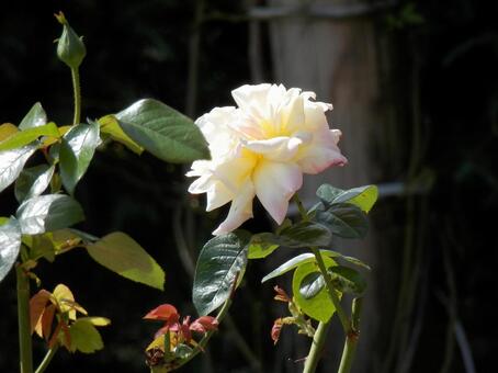 バラの白い花 バラの白い花の写真