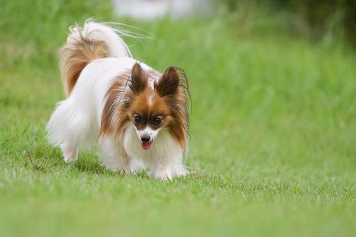 公園のパピヨン 公園のパピヨン 犬,パピヨン,可愛い犬の写真素材
