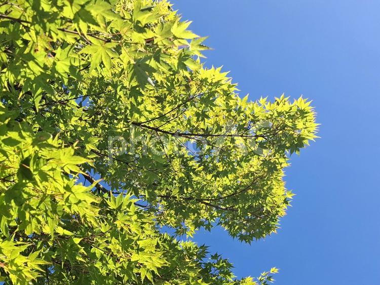 青空とイロハモミジ_2 イロハモミジ,紅葉,青空の写真素材