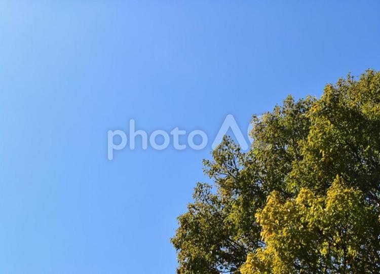 午前の日差しと巨大な樹木 大空,青空,空の写真素材
