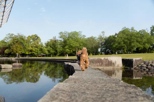 春の公園で遊ぶトイプードル 春の公園で遊ぶトイプードルの写真