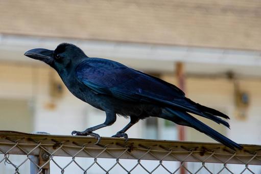 Photo, crow, ladybird glass, fence, 
