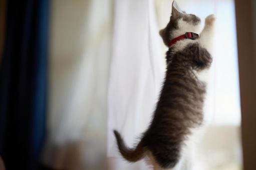 網戸に爪をたてる猫 網戸に爪をたてる猫,猫,子猫の写真素材