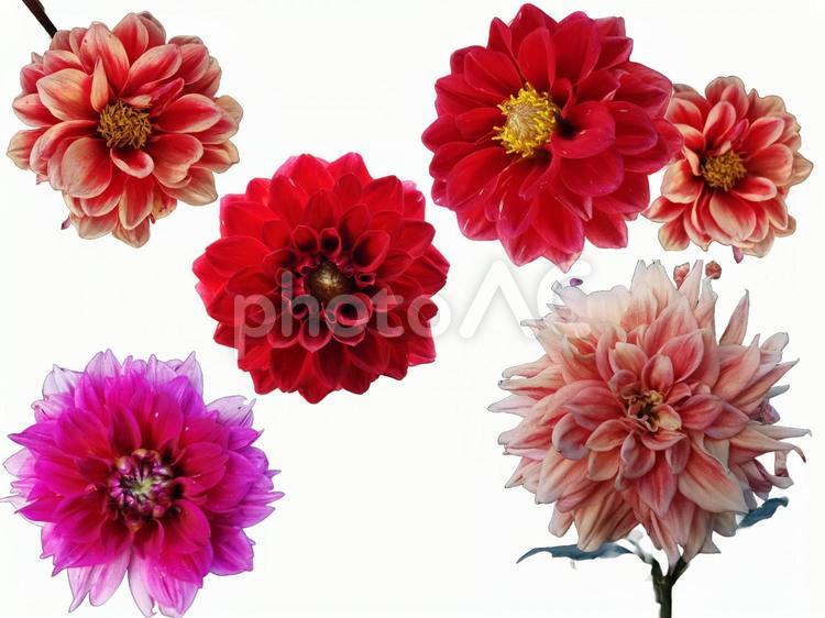 ダリア(切り抜き用) ダリア,切り抜き,花の写真素材