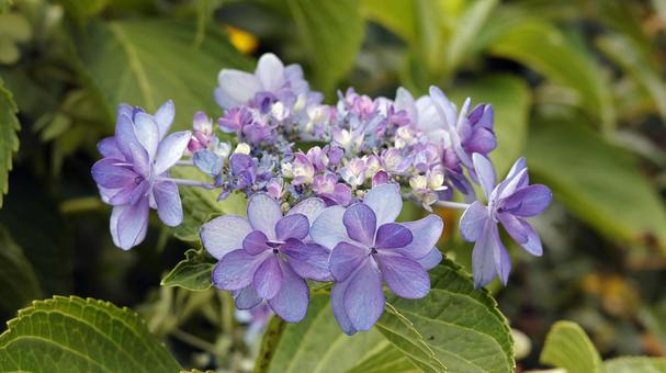 Hydrangea (laceflower), JPG