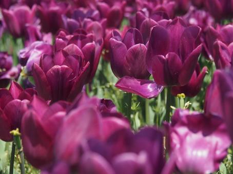 tulips, JPG tulips, JPG