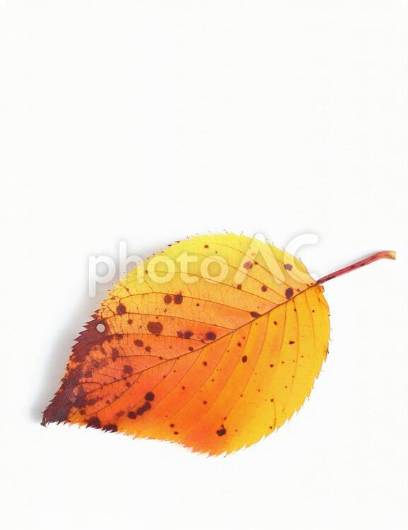 紅葉の落葉　色づいた葉っぱ　秋のイメージ 落葉,紅葉,サクラの写真素材