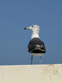 佇むウミネコ 佇むウミネコ 海猫,うみねこ,野鳥の写真素材