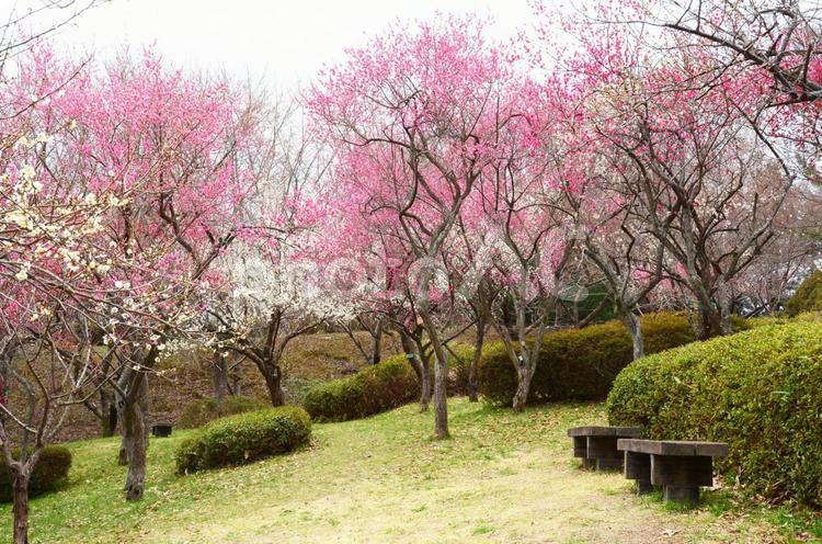 白梅と紅梅が咲き乱れる梅園 梅,白梅,紅梅の写真素材