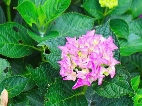 日本の花 日本の花 あじさい,あじさい祭り,アジサイの写真素材