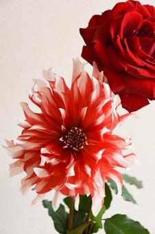 ラララとばら ラララとばら 赤いばら,赤,赤い薔薇の写真素材
