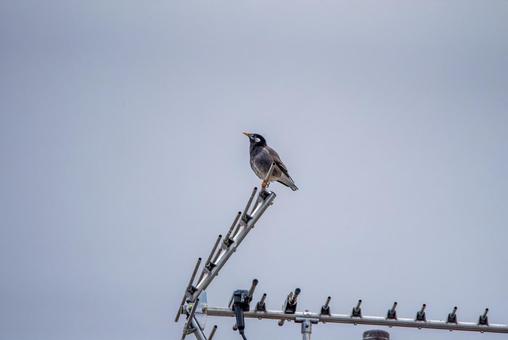 Photo, starling, wild bird, bird, 