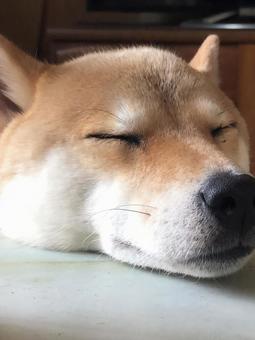うたた寝中 うたた寝中 柴犬,ペット,シバイヌの写真素材