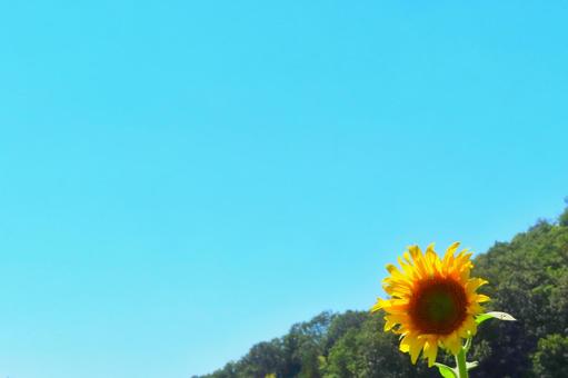 ひまわりと青空 ひまわりと青空 ひまわり,夏,花畑の写真素材