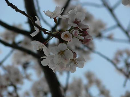 桜04 桜04の写真
