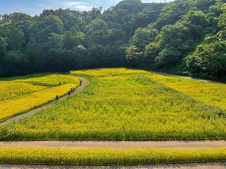 くりはま花の国 8月のひまわり畑 くりはま花の国 8月のひまわり畑 向日葵畑,ヒマワリ,花畑の写真素材