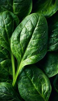 緑色の野菜の葉 緑色の野菜の葉の写真