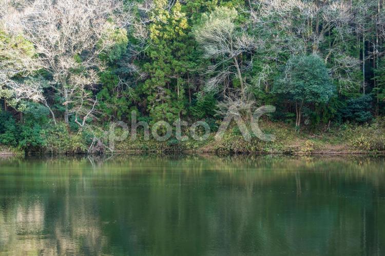 森の木々と池の美しい風景 風景,山,水面の写真素材