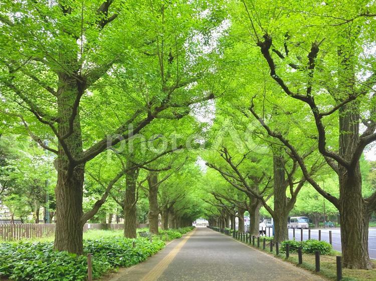 街路樹の新緑 グリーン,木,小路の写真素材