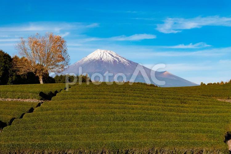 緑の絨毯と天に聳える誇り 茶畑,富士山,緑の写真素材