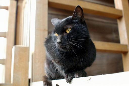 遠くを見つめる寺の黒猫② ネコ,ノラ猫,黒猫の写真素材