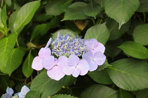 Hydrangea 45, JPG
