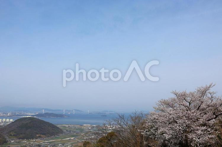 ４月上旬の五色台の桜の花と瀬戸大橋 背景,桜,花の写真素材