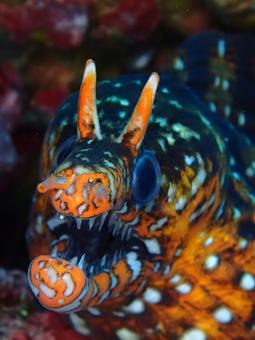 トラウツボ トラウツボ トラウツボ,ウツボ,ダイビングの写真素材