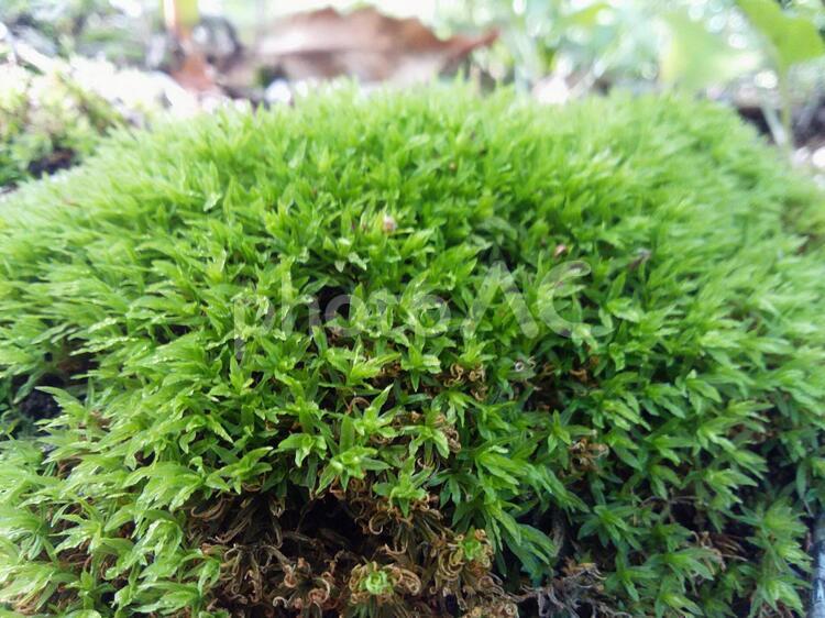 青々とした苔 こけ,コケ,ハーブの写真素材