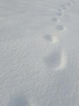 雪原に足跡　北海道の写真