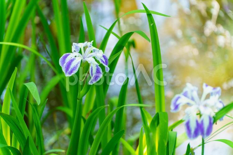 木陰の青い水仙 花,植物,自然の写真素材