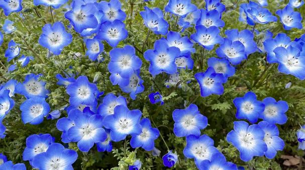 Adorable nemophila, JPG