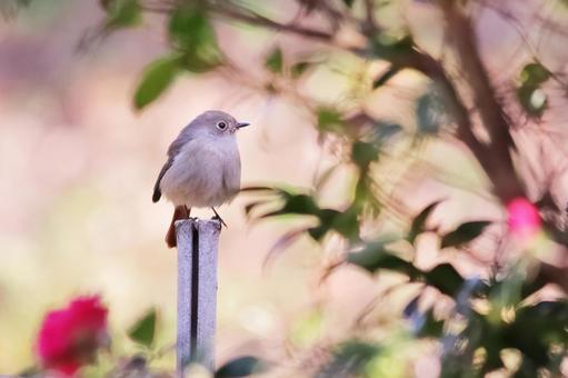 美しい緑の背景とジョウビタキ 美しい緑の背景とジョウビタキ 鳥,ジョウビタキ,野鳥の写真素材