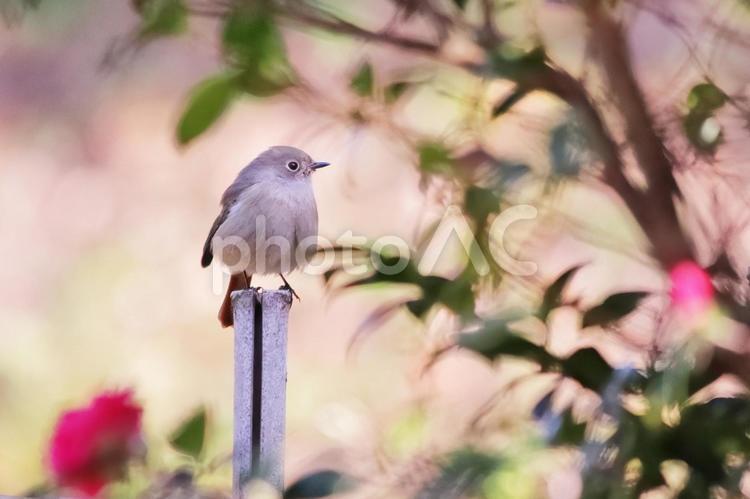 美しい緑の背景とジョウビタキ 鳥,ジョウビタキ,野鳥の写真素材