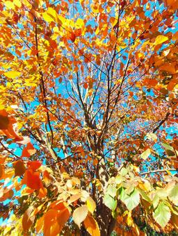 紅葉を見上げる 紅葉を見上げるの写真