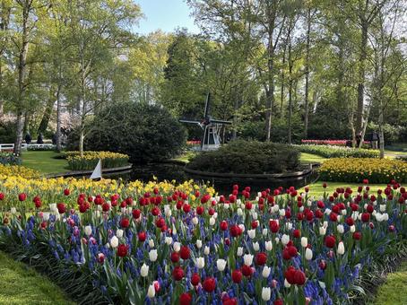 キューケンホフ公園 キューケンホフ,チューリップ,アムステルダムの写真素材