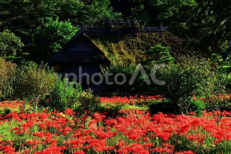 秋の旅行のイメージ 旅,旅行,観光の写真素材