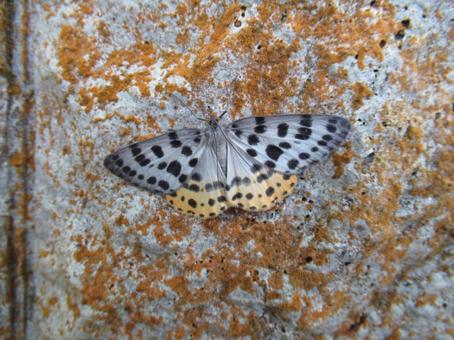 ヒョウモンエダシャク ヒョウモンエダシャク 蛾,きれい,有毒の写真素材