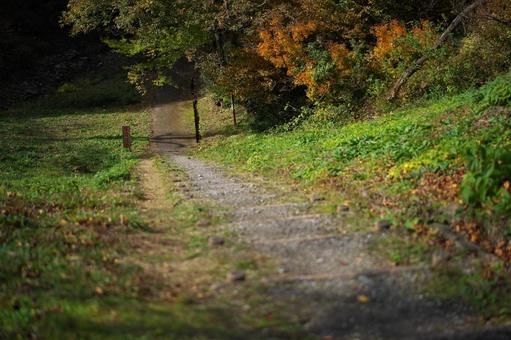 紅葉の階段 秋,紅葉,階段の写真素材
