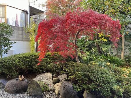 紅葉 モミジ,紅葉,庭木の写真素材