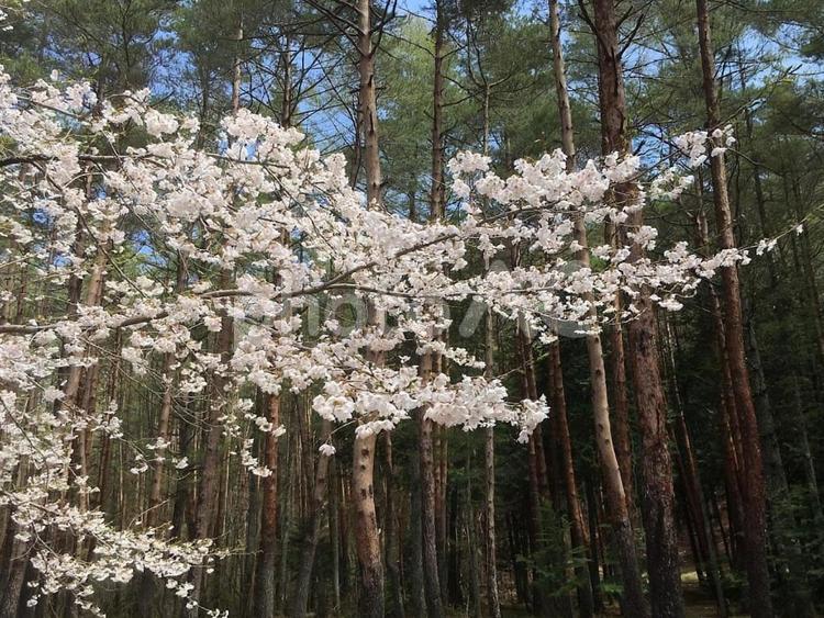 松林と桜 桜,赤松,青空の写真素材