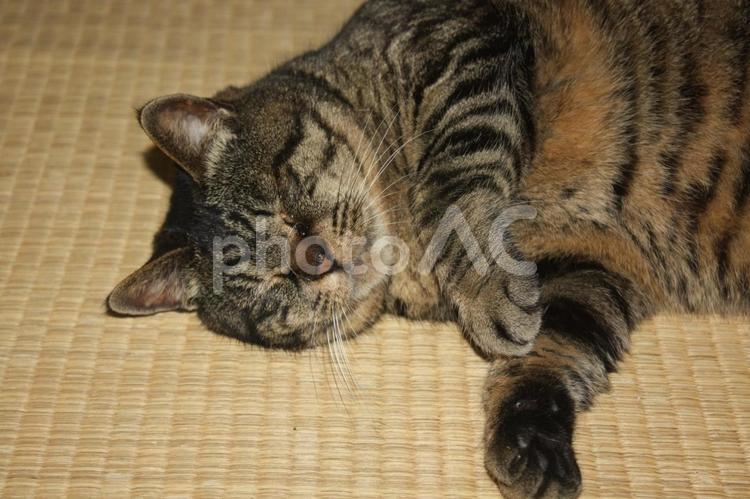 まぶしかったね、チャコちゃん　１ ねこ,ネコ,昼寝の写真素材