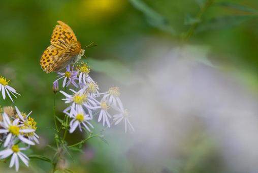 ヒョウモンチョウ ヒョウモンチョウの写真