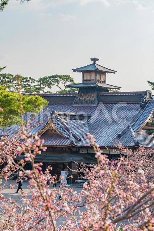 北海道　函館五稜郭公園の春 北海道,hokkaido,公園の写真素材