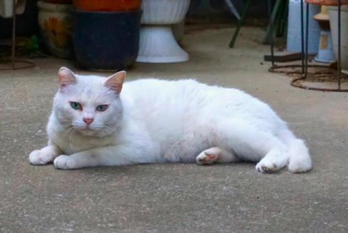 休憩中の白猫2 猫,町ネコ,可愛いの写真素材
